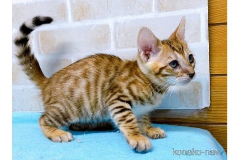 成約済の東京都のトイガー-58513の10枚目