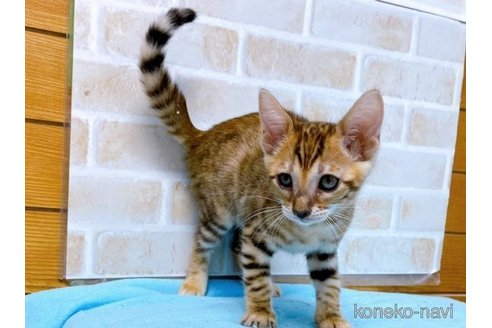 成約済の東京都のトイガー-58513の11枚目