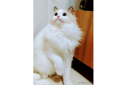 フリルちゃん1枚目