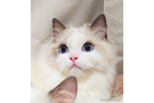 フリルちゃん1枚目