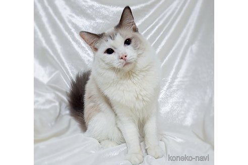 成約済の宮城県のラグドール-41143の4枚目