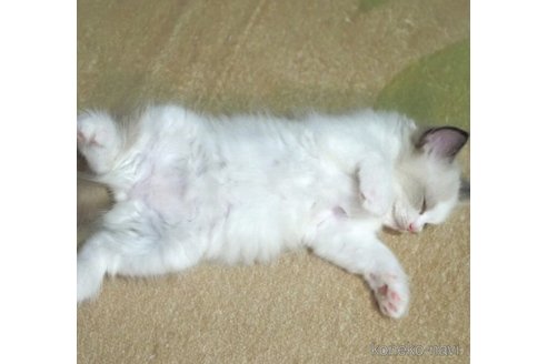 成約済の岐阜県のラグドール-55283の3枚目