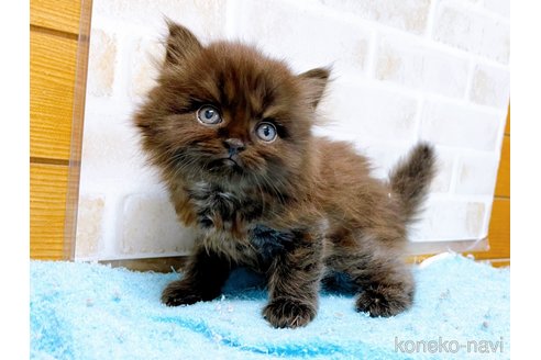 成約済の東京都のミヌエット(短足)-58587の2枚目