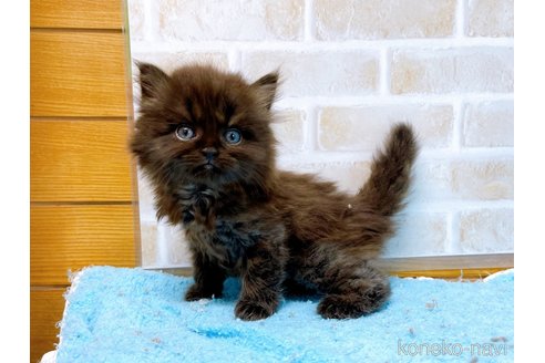 成約済の東京都のミヌエット(短足)-58587の3枚目