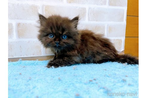 成約済の東京都のミヌエット(短足)-58587の4枚目