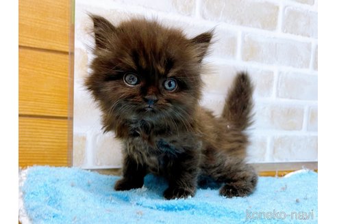 成約済の東京都のミヌエット(短足)-58587の5枚目