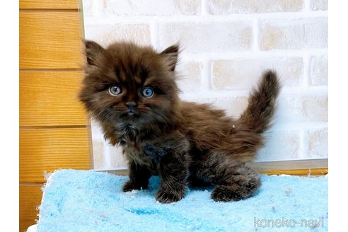 成約済の東京都のミヌエット(短足)-58587