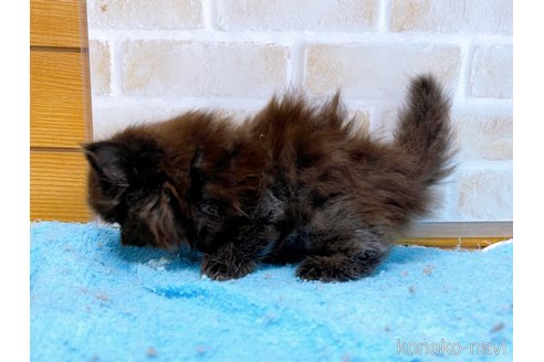 成約済の東京都のミヌエット(短足)-58587の6枚目