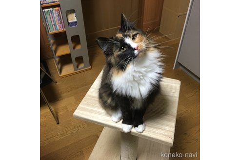 ののノルウェージャンフォレストキャット-