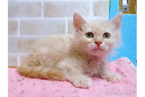 成約済の東京都のラパーマ-58763の7枚目