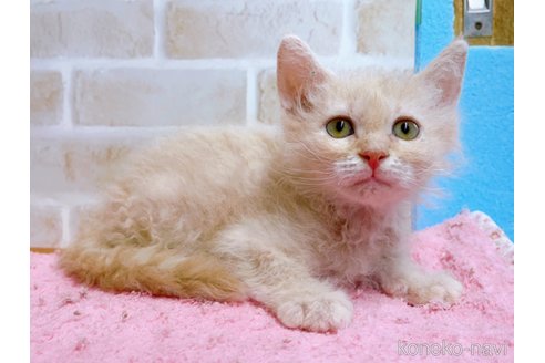 成約済の東京都のラパーマ-58763の9枚目