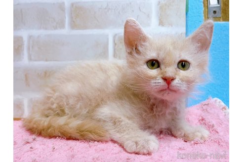 成約済の東京都のラパーマ-58763の10枚目