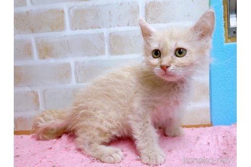 成約済の東京都のラパーマ-58763の6枚目