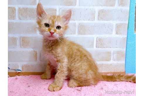 成約済の東京都のラパーマ-58764の9枚目