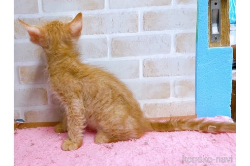 成約済の東京都のラパーマ-58764の6枚目