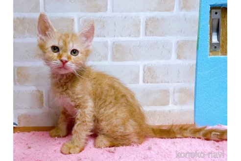 成約済の東京都のラパーマ-58764の7枚目