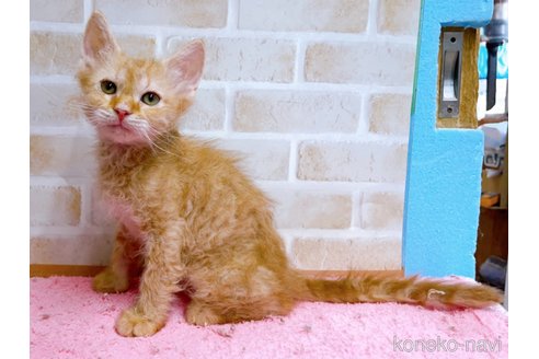 成約済の東京都のラパーマ-58764の8枚目