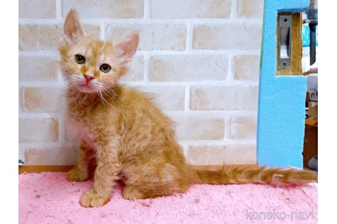 成約済の東京都のラパーマ-58764の5枚目