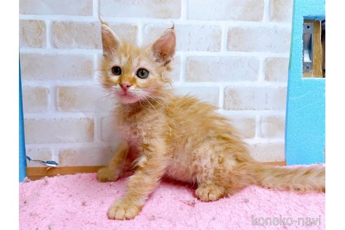 成約済の東京都のラパーマ-58765の9枚目