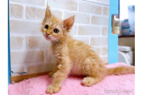 成約済の東京都のラパーマ-58765の10枚目