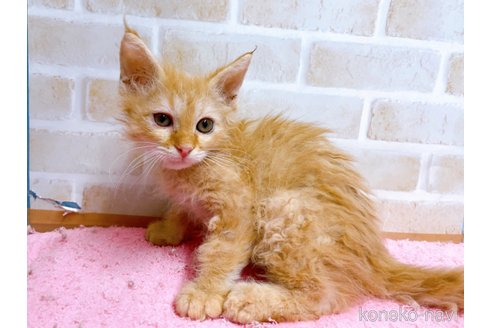 成約済の東京都のラパーマ-58765の11枚目