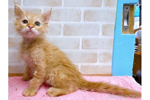 成約済の東京都のラパーマ-58765の12枚目