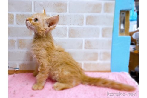 成約済の東京都のラパーマ-58765の13枚目