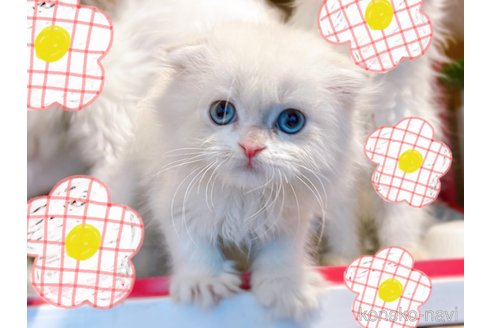 成約済の東京都のスコティッシュフォールド(折れ耳)-58769の11枚目
