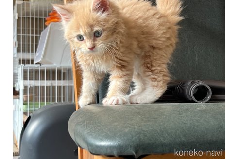 成約済の鹿児島県のラガマフィン-56873の4枚目