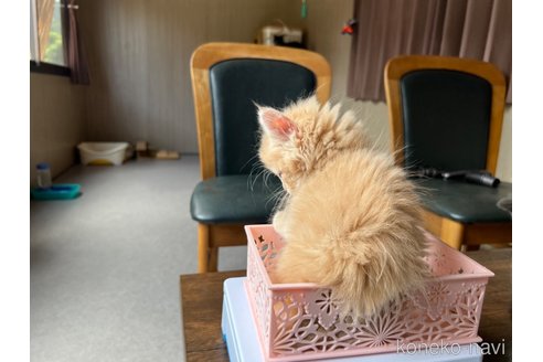 成約済の鹿児島県のラガマフィン-56875の3枚目