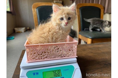 成約済の鹿児島県のラガマフィン-56875の4枚目