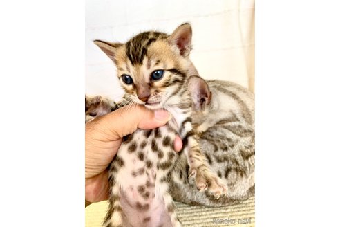 成約済の静岡県のベンガル-58813の54枚目