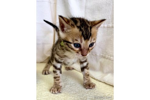 成約済の静岡県のベンガル-58813の53枚目