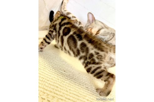 成約済の静岡県のベンガル-58813の52枚目