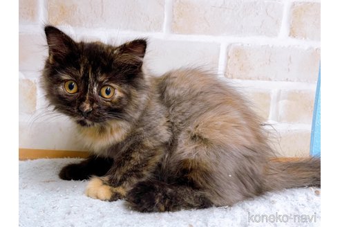 成約済の東京都のマンチカン-55905の1枚目