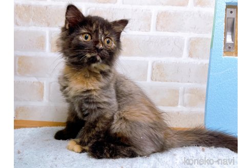 成約済の東京都のマンチカン-55905の2枚目