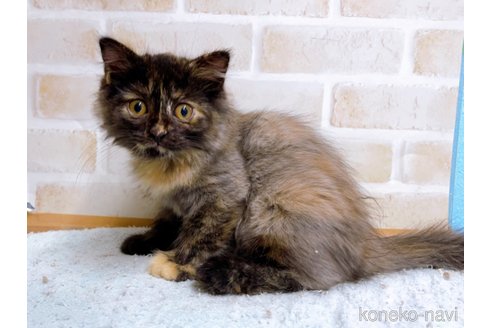 成約済の東京都のマンチカン-55905の3枚目