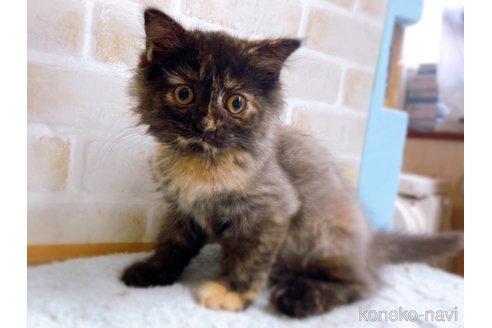 成約済の東京都のマンチカン-55905の4枚目