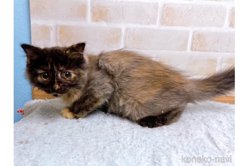 成約済の東京都のマンチカン-55905の5枚目