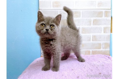 成約済の東京都のエキゾチックショートヘア-53882の7枚目