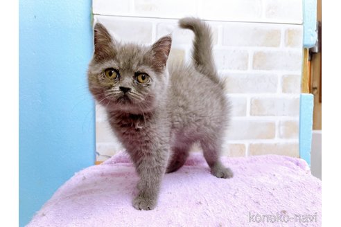 成約済の東京都のエキゾチックショートヘア-53882の5枚目