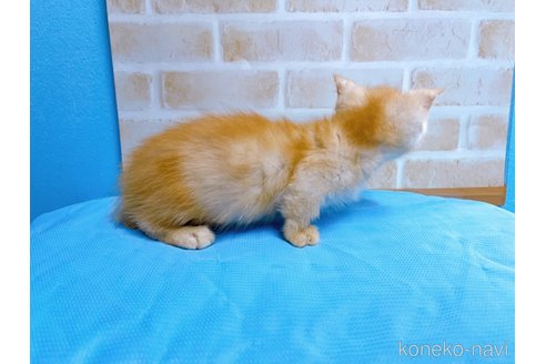 成約済の東京都のマンチカン(短足)-53888の4枚目