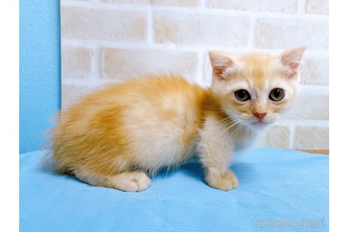 成約済の東京都のマンチカン(短足)-53888の5枚目