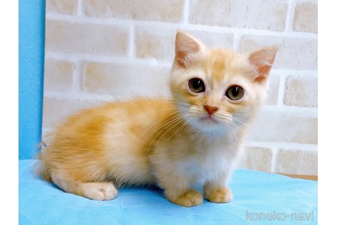 成約済の東京都のマンチカン(短足)-53888の6枚目