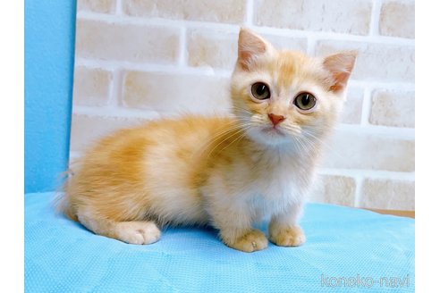 成約済の東京都のマンチカン(短足)-53888の7枚目