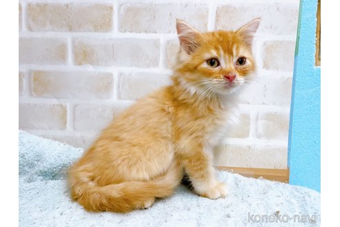 成約済の東京都のマンチカン-59013の4枚目