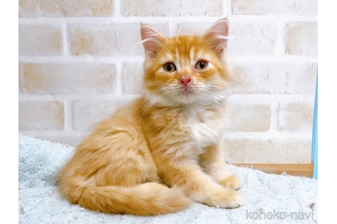 成約済の東京都のマンチカン-59013の1枚目