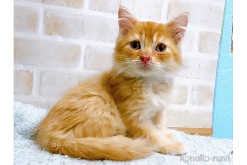 成約済の東京都のマンチカン-59013の5枚目