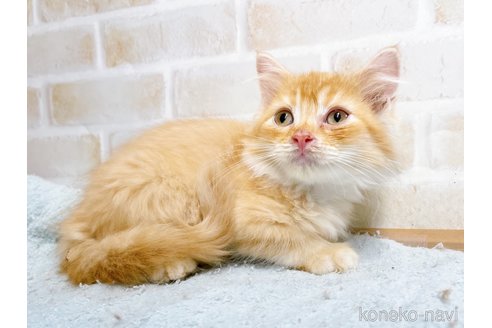 成約済の東京都のマンチカン-59013の2枚目