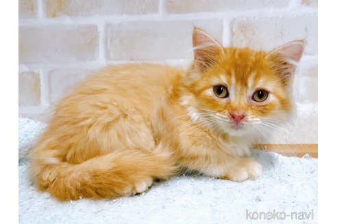 成約済の東京都のマンチカン-59013の3枚目